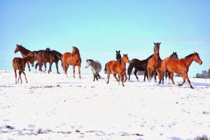 Pony Hof * Heiligenschwendi